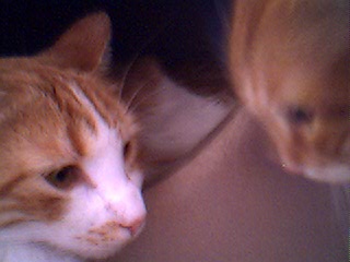 cap_028.jpg